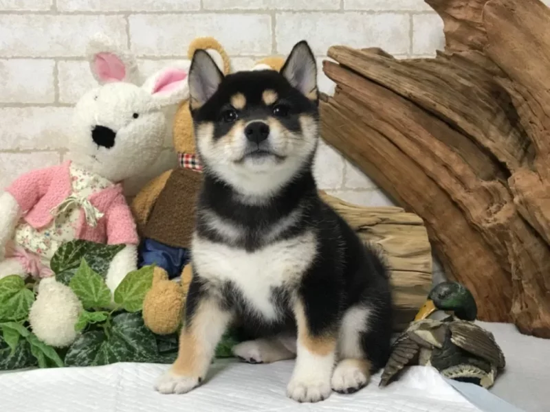 shiba inu puppy for sale