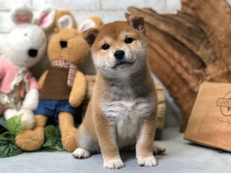 ruby mame shiba inu for sale