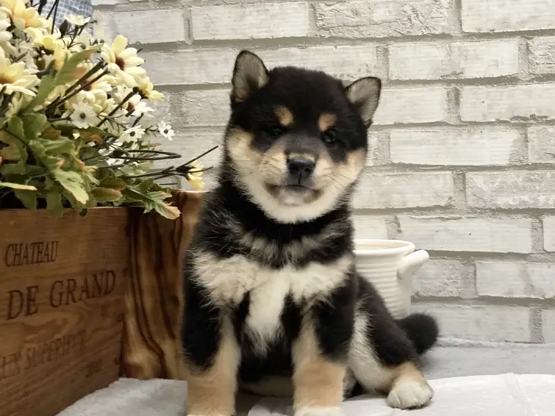 shiba inu breeder