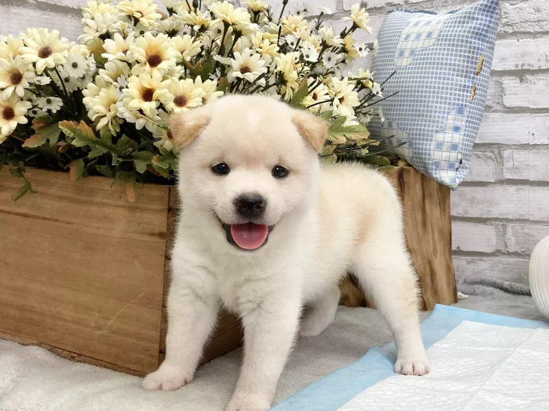 shiba inu puppies for sale