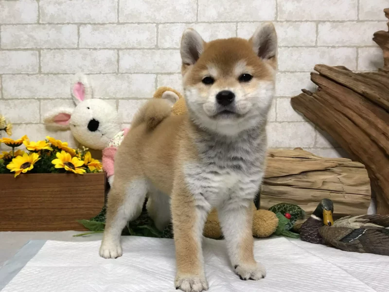 shiba inu puppies for sale