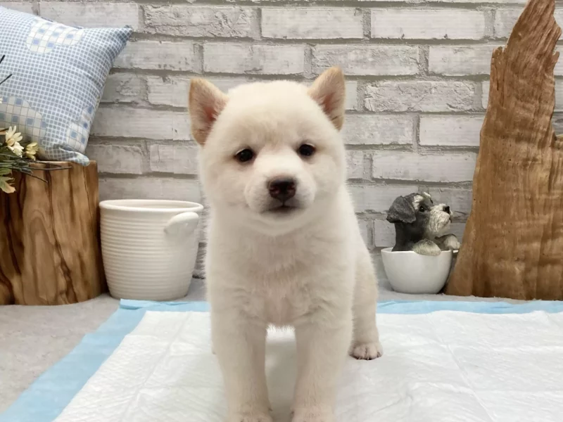 shiba inu puppy breeder