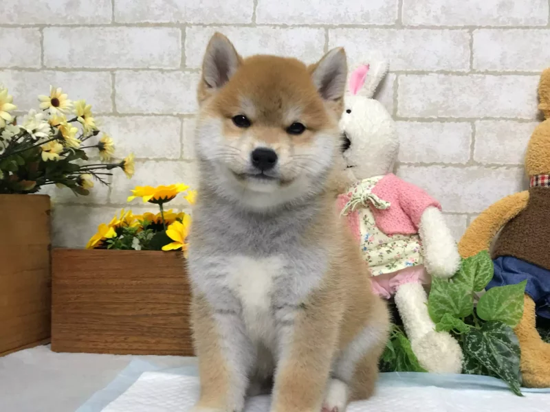 shiba inu puppy breeder