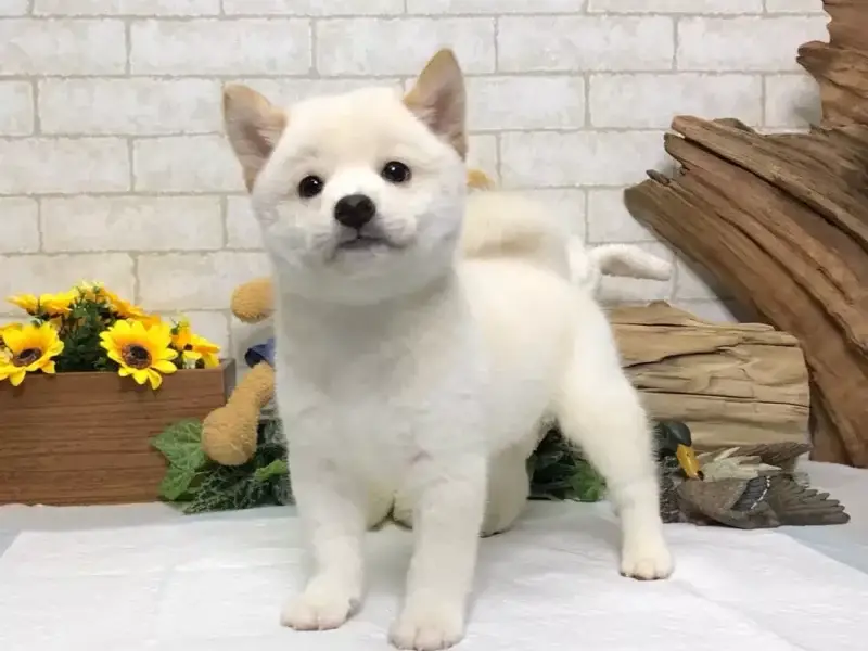 shiba inu breeder