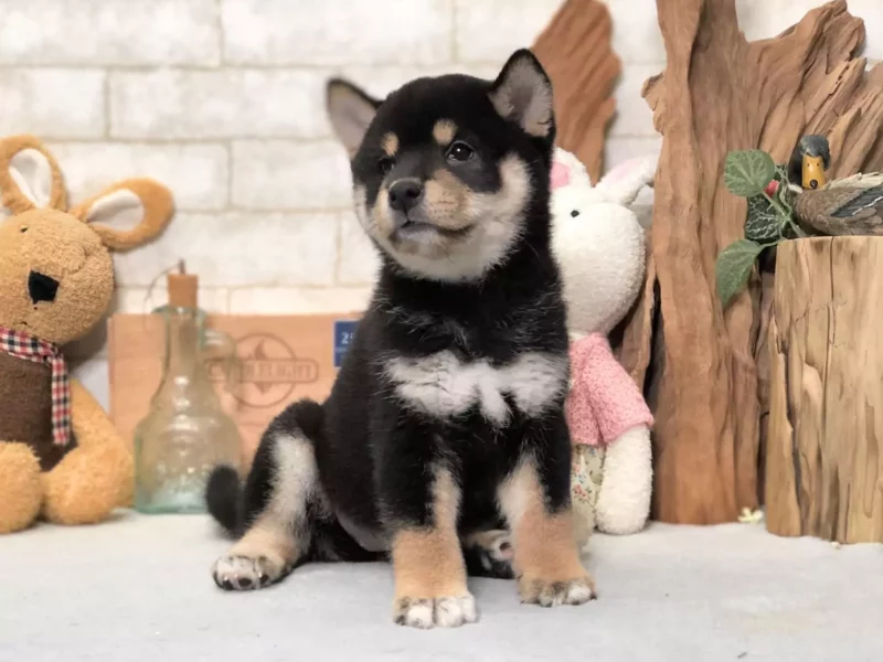 shiba inu puppy for sale