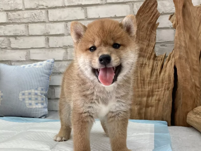 shiba inu puppy for sale