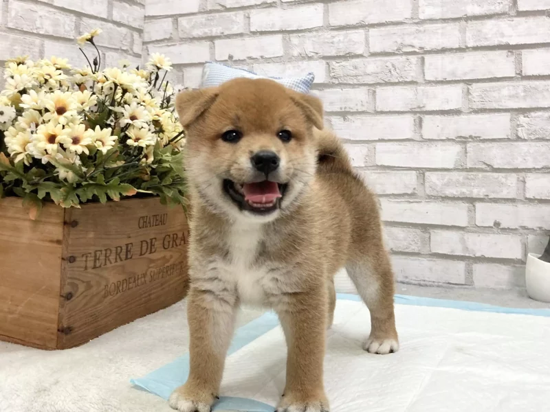 shiba inu breeder