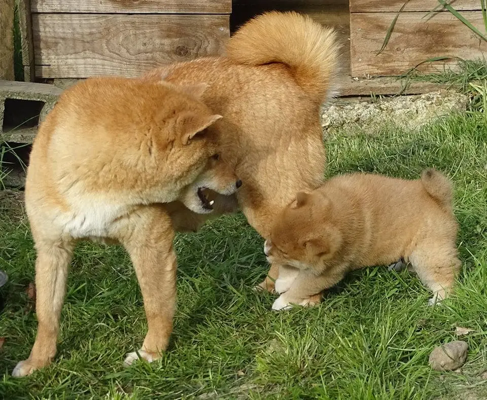 shiba inu puppy breeder