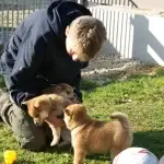 shiba inu puppy breeder