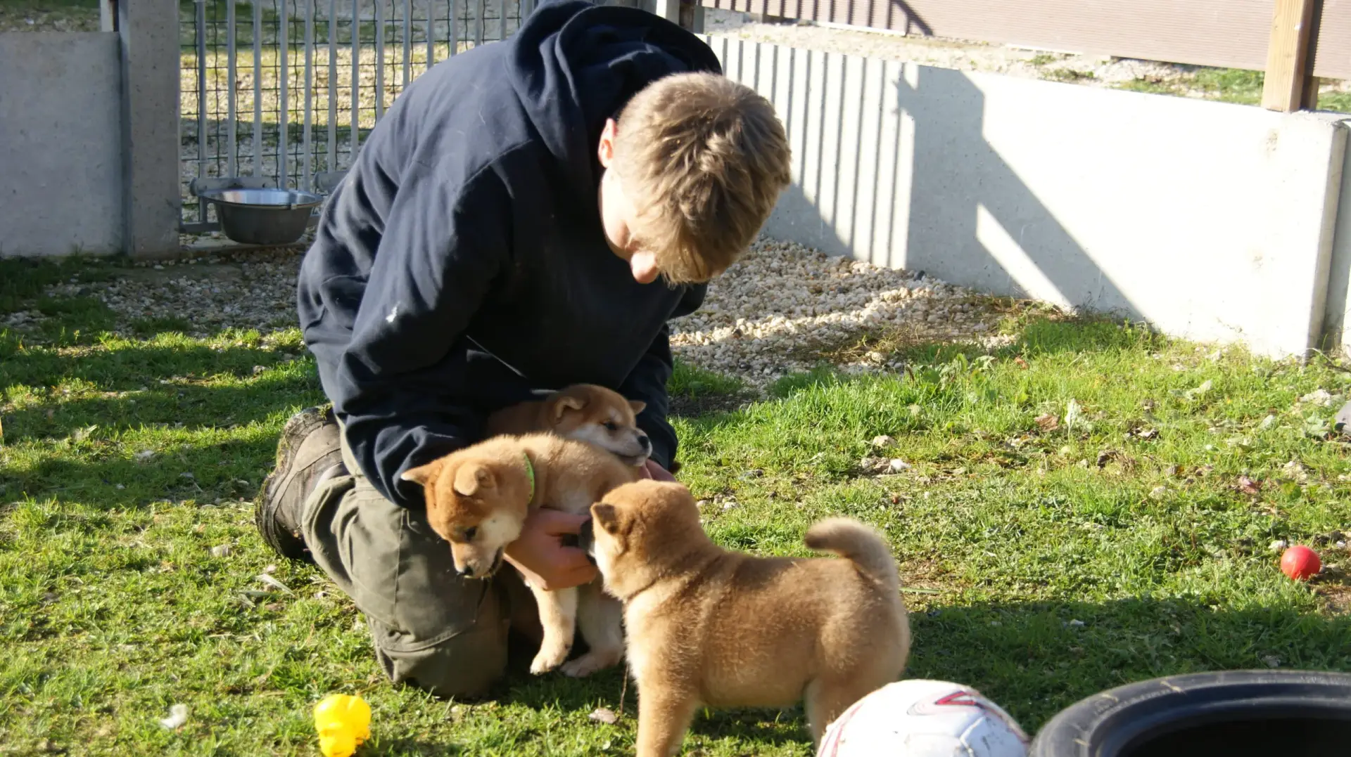 shiba inu puppy breeder