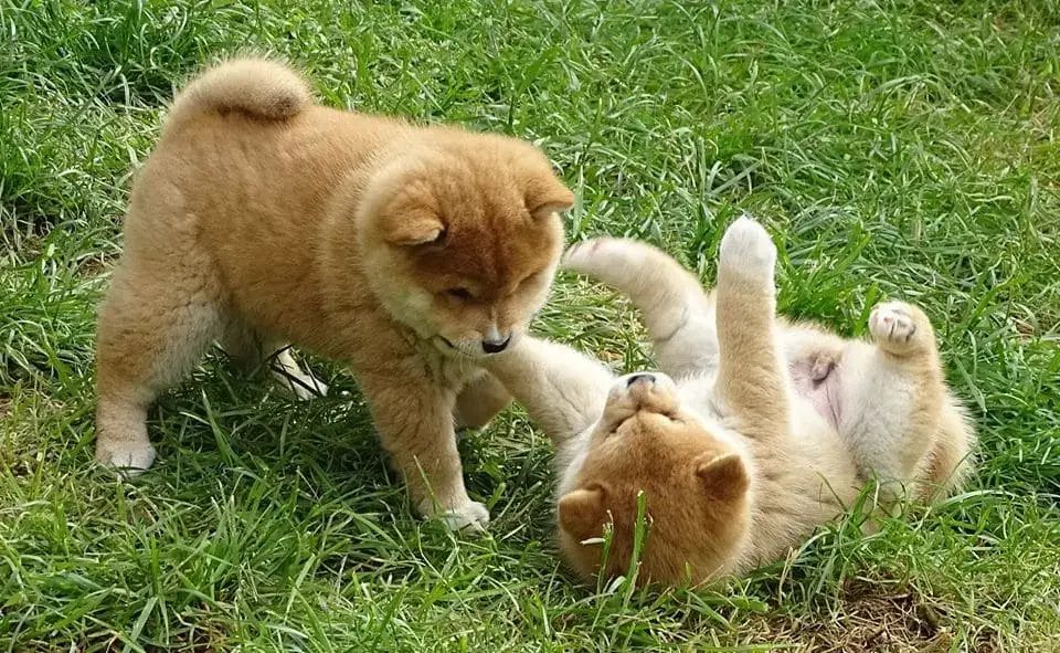 shiba inu puppy breeder