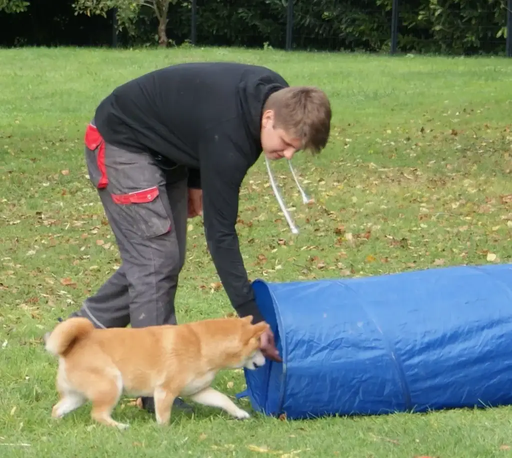 shiba inu puppy breeder